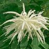 Aruncus 'Fairy Hair' Pot 9 cm