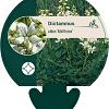 Dictamnus albus 'Albiflorus' Pot 9 cm
