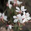 Gaura l. 'Ellura White' Pot 9 cm