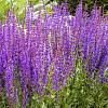 Salvia 'Amistad' Pot 9 cm