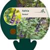 Salvia 'Amistad' Pot 9 cm