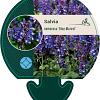 Salvia nem. 'Blue Marvel' Pot 9 cm