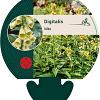 Digitalis lutea Pot 9 cm
