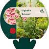 Digitalis 'Mertonensis' Pot 9 cm
