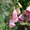 Digitalis 'Mertonensis' Pot 9 cm