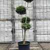 Ligustrum delavayanum Pot 50 Liter 150 - 175 cm Pon-Ponvorm