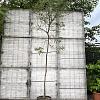 Acacia dealbata Hoogstam (Stamomtrek 8-10 cm)