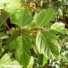 Acer negundo Hoogstam (Stamomtrek 10-12 cm)