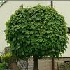 Acer plat. 'Globosum' Hoogstam (Stamomtrek 10-12 cm)