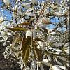 Amelanchier arborea 'Robin Hill' Hoogstam (Stamomtrek 10-12 cm)