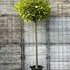 Catalpa bignonioides 'Nana' Hoogstam (Stamomtrek 16-18 cm)