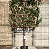 Elaeagnus ebb. 'Compacta' Stam 120 cm Leivorm 120x120 (BxH)