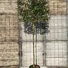 Elaeagnus ebb. 'Compacta' Stam 200 cm Leivorm 120x120 (BxH)
