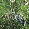 Gleditsia triacanthos Hoogstam (Stamomtrek 16-18 cm)