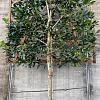 Ilex 'Nellie R. Stevens' Stam 180 cm Leivorm 120x120 (BxH)