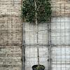 Ilex 'Nellie R. Stevens' Stam 180 cm Leivorm 120x120 (BxH)
