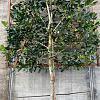 Ilex 'Nellie R. Stevens' Stam 200 cm Leivorm 120x120 (BxH)