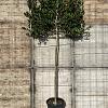 Ilex 'Nellie R. Stevens' Stam 200 cm Leivorm 150x130 (BxH) 