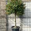 Ilex 'Nellie R. Stevens' Pot 110 liter Halfstam (Stamomtrek 18-20 cm)