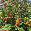 Ilex 'Nellie R. Stevens' Pot 110 liter Halfstam (Stamomtrek 18-20 cm)