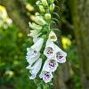 Digitalis purp. 'Alba' Pot 9 cm
