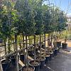 Ligustrum j. 'Texanum' Stam 120 cm Leivorm 120x100 (BxH)  ijzer frame