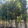 Ligustrum j. 'Texanum' Stam 120 cm Leivorm 120x100 (BxH)  ijzer frame