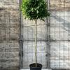 Liquidambar s. 'Gum Ball' Hoogstam (Stamomtrek 12-14 cm)