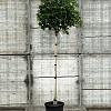 Liquidambar s. 'Gum Ball' Stam 140 cm (Stamomtrek 8-10 cm)