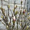 Magnolia soulangeana Pot 35 Liter Halfstam