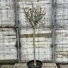 Magnolia soulangeana Pot 35 Liter Halfstam