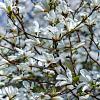 Magnolia st. 'Royal Star' Pot 25 Liter Halfstam