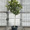 Magnolia 'Susan' Pot 35 Liter Halfstam