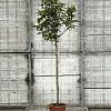 Magnolia 'Susan' Pot 25 Liter Stam 120 cm