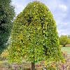 Morus alba 'Pendula' Hoogstam (Stamomtrek 16-18 cm)