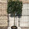 Photinia fraseri 'Carré Rouge' Stam 120 cm Leivorm 120x100 (BxH)  ijzer frame