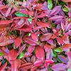 Photinia fraseri 'Carré Rouge' Stam 120 cm Leivorm 120x100 (BxH)  ijzer frame