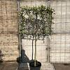Photinia fraseri Pink Marble Stam 100 cm Leivorm 120x100 (BxH)  ijzer frame