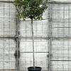 Photinia Magical Volcano Hoogstam (Stamomtrek 8-10 cm)