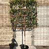 Photinia fraseri 'Red Robin' Stam 100 cm Leivorm 120x120 (BxH)