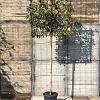 Photinia fraseri 'Red Robin' Stam 180 cm Leivorm 120x120 (BxH)