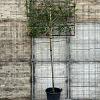 Photinia fraseri 'Red Robin' Stam 180 cm Leivorm 150x150 (BxH) 