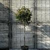 Photinia fraseri 'Red Robin' Pot 18 liter Stam 100 cm