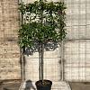 Photinia fraseri 'Red Robin' Stam 100 cm Leivorm 100x80 (BxH)  ijzer frame