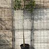 Photinia fraseri 'Red Robin' Stam 200 cm Leivorm 100x80 (BxH)  ijzer frame