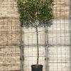 Photinia fraseri 'Red Robin' Stam 200 cm (Stamomtrek 16-18 cm) Leivorm 150x130 (BxH) 