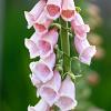 Digitalis purp. 'Apricot Beauty' Pot 9 cm
