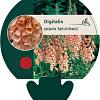 Digitalis purp. 'Apricot Beauty' Pot 9 cm