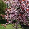 Prunus cistena Pot 7,5 Liter Stam 100 cm