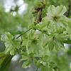 Prunus 'Gyoiko' Hoogstam (Stamomtrek 12-14 cm)